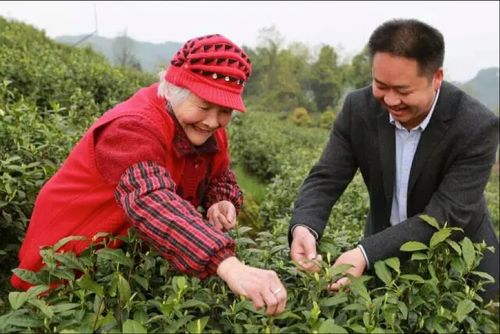 茶农区块链,助力产业升级与乡村振兴