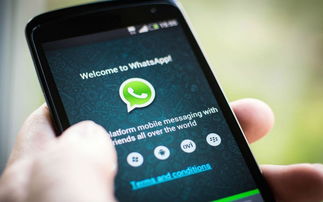 whatsapp x,探索全新社交体验的无限可能