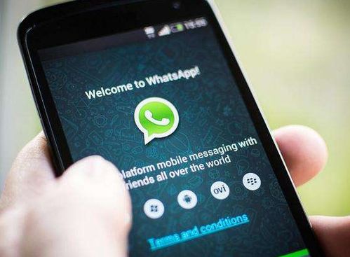 WhatsApp 提示已读,WhatsApp已读提示功能概述