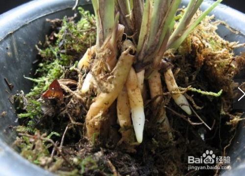 代号花游戏下载 