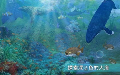 鲨鱼游戏交易 