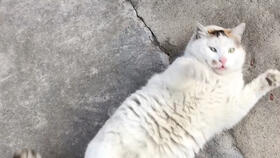 花小猪打车 