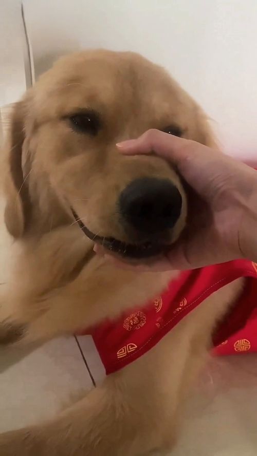 保卫狗子手机游戏安卓版免费下载 