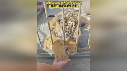 小老虎影视官方版正版下载 