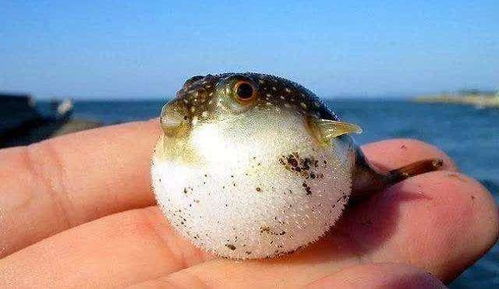 河豚视频剪辑 