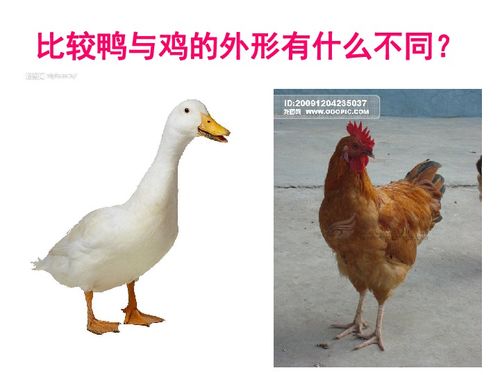 驾考题目大全 